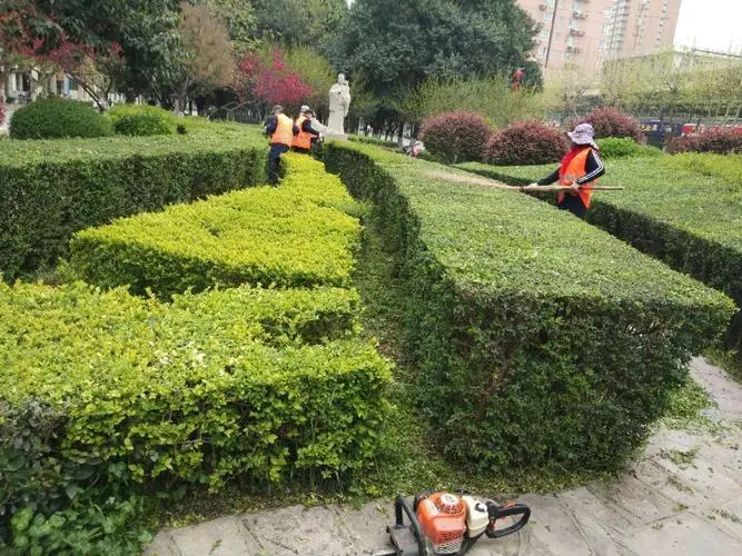 松江区道路绿化工程