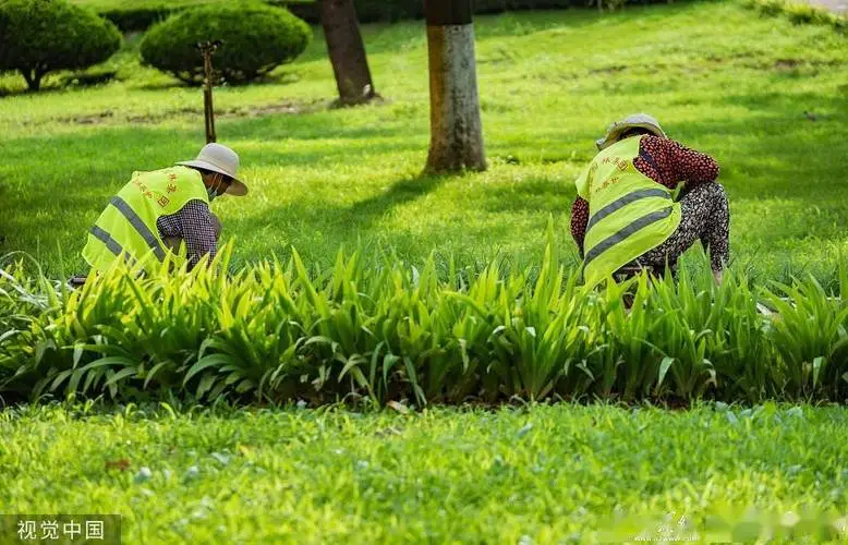 宁国绿化草皮基地