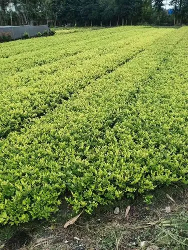 大型小溪流水绿化工程项目