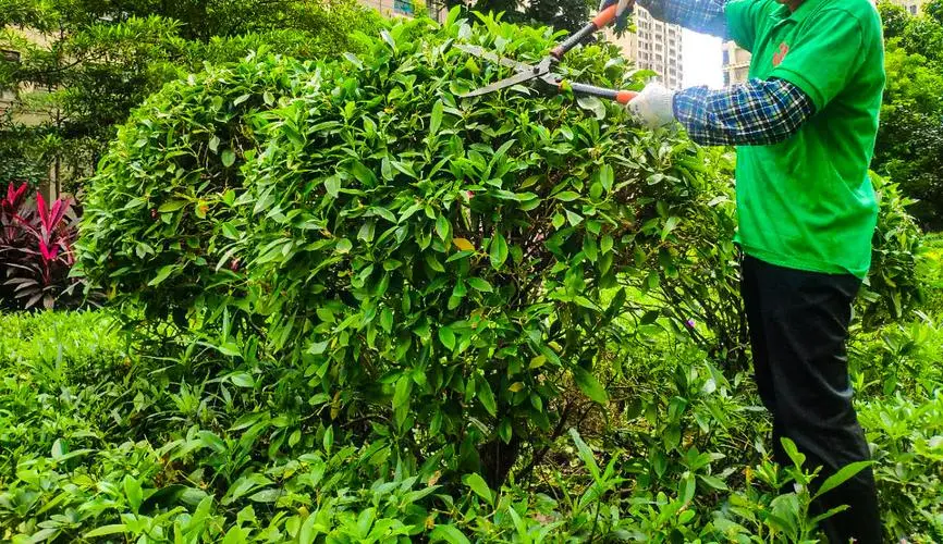 长宁区市政绿化工程建设